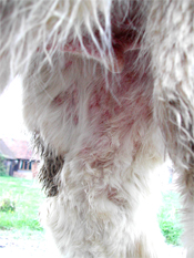 Sore Itchy skin | Alpacas & Llamas | Camrosa Equestrian