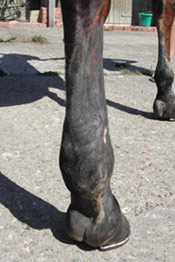The same horseâ€™s hind leg with significantly reduced scar tissue after Camrosa Ointment was used for many months