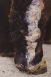 The hind leg of a horse with severely granulated scar tissue, which can occur following wounds in horses