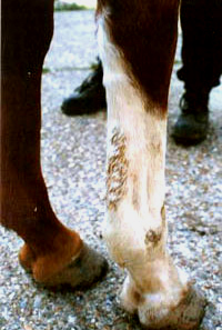 A chestnut horseâ€™s leg with hard, dry fixed scabbing due to an incorrectly applied 