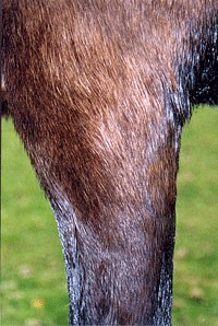 The same leg after Camrosa had been used for 2Â½ months. The ointment promoted the natural healing process and the growth has gone altogether and hair regrown