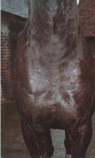 The same horse with wounds healed and hair regrown after using Camrosa, which promoted the natural healing process and acted as a barrier to flies and dirt