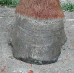 A dry, brittle, cracked hoof on a horse
