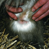 Sores and scabs in the heel of a heavy horse caused by mites