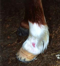The same ponyâ€™s leg after 30 hours of Camrosa showing the scabs have lifted as the ointment promoted the natural healing process.