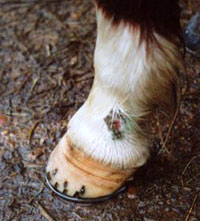 A ponyâ€™s leg showing sores and scabs, which were caused by the wet and mud - a horse skin problem that can occur during a wet winter