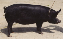 The same black pig after correct full application of the ointment with full shiny healthy coat of bristles and healthy skin all over, proving how effective the ointment is for pig skin problems such as these. 