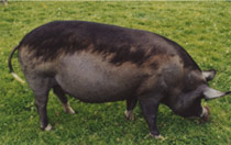The same black pig with healthy skin and hair regrowth where the ointment was applied on the top of the pigâ€™s back, but on the sides, legs and underneath the pig there is new hair loss and dry skin as the ointment was not initially applied with an encircling band - so the mites migrated causing damage elsewhere. 