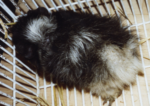 A black and white guinea pig with dry, scurfy itchy skin before Camrosa was used. 