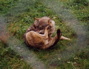 Alba (a wolf at the wolf centre) scratching, probably due to mites, before Camrosa Ointment was applied.