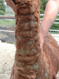 A fawn alpaca with dry, callused skin on the neck probably due to mites. Camrosa is used for this skin problem in alpacas