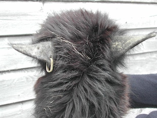 A black alpaca with dry, crusty, hairless ears, probably due to mites. 