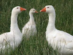 Two geese and a gosling that have benefited from Camrosa for minor wounds