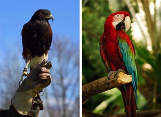 A Harris hawk and a macaw - Camrosa has been beneficial on these breeds of birds for sores on the legs and feet, damaged leg scales caused by leg mites and for healthy horn growth