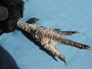 A hen with raised, damaged leg scales due to leg mites