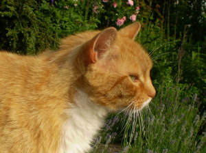 Azreal, a ginger cat, who had ear mites causing sore skin. Camrosa cleared the mites and eased the sore skin