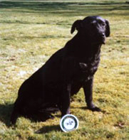 The same Labrador, after Camrosa with a healthy shiny coat