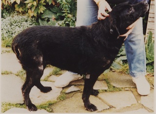The same black Labrador after Camrosa, with soft supple skin and a healthy shiny coat