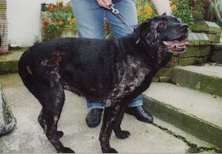 A black Labrador with sore, weeping, itchy skin and hair loss. Mites on dogs commonly cause this dog skin problem