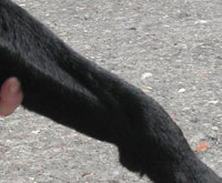 The same Labrador’s leg showing full hair regrowth after Camrosa promoted the natural healing process