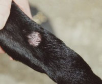 A sore, hairless patch on the leg of a black working Labrador, caused by constantly licking and nibbling at the same spot. A typical dog skin problem