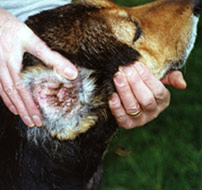 The same German Shepherd, after Camrosa cleared the ear mites and promoted the natural healing process, the ear was no longer swollen and had no discharge