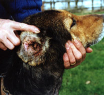 A German Shepherd with severe ear mite damage - a smelly discharge and swelling