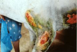 Fred, a white donkey in India with wounds on the chest, front leg and ribs, which would not heal