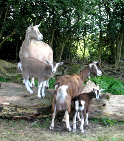 Goats at Ladymeads Farm who benefited from Camrosa for hair loss and itchy, dry skin. Mites commonly cause these skin problems in goats