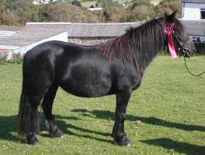A picture of a horse with rosette