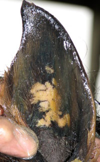 A pony's ear with sore white patches