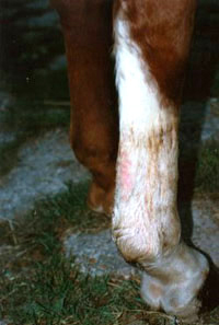 The same leg after 1 week of Camrosa application showing the scabs have lifted leaving healed and supple skin
