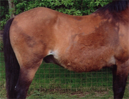 The same pony after Camrosa, which promoted the natural healing process and acted as a barrier against the rain enabling full hair regrowth
