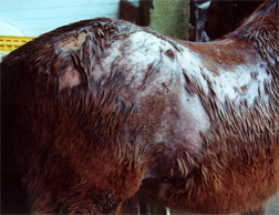 A pony with extensive hair loss, sore skin and scabs on his back from the effects of rain - a horse skin problem often seen during persistent wet weather