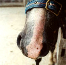 Typical harvest mite damage- sore skin and scabbing on the muzzle of a pony