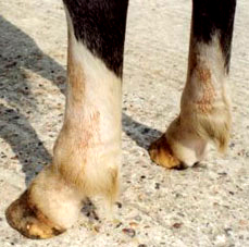 Severe harvest mite damage on the fore leg of a horse, causing hair loss, dry, sore skin and itching