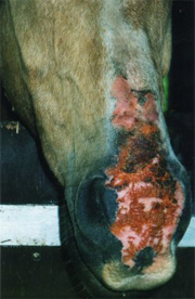 The nose of a horse with sores and scabs from severe sunburn, which is a horse skin problem that can occur on horses with pink skin