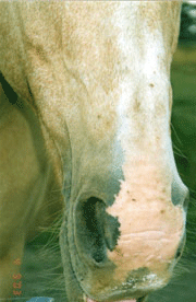 2. The same horseâ€™s nose with the sores and scabs totally healed after the use of Camrosa