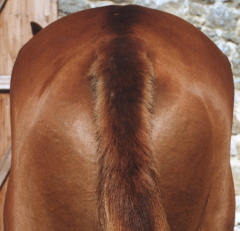 The same horse after 8 weeks of using Camrosa as a barrier to midge bites - the skin is supple and hair regrown