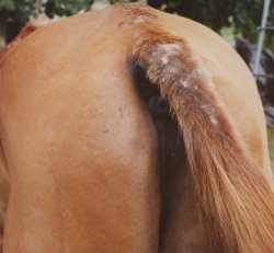1. A chestnut horse with hair loss and dry skin on his tail caused by an allergy to the culicoides midge bite-a horse skin problem mainly occurring in the warmer months