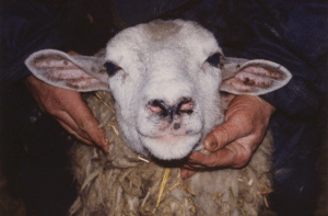 The same sheep after 12 days of using Camrosa with all lesions gone, leaving healthy normal skin and wool regrowth, showing how effective the ointment is for sores and lesions on sheep. 