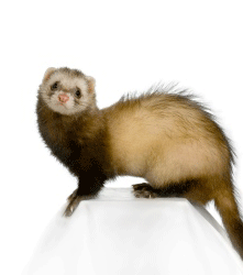 A sitting ferret. Hair loss, bites and growths are problems on ferrets that Camrosa has been useful for