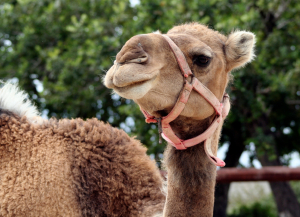 A camel with a halter. Camels have benefited from Camrosa for dry, itchy skin. 